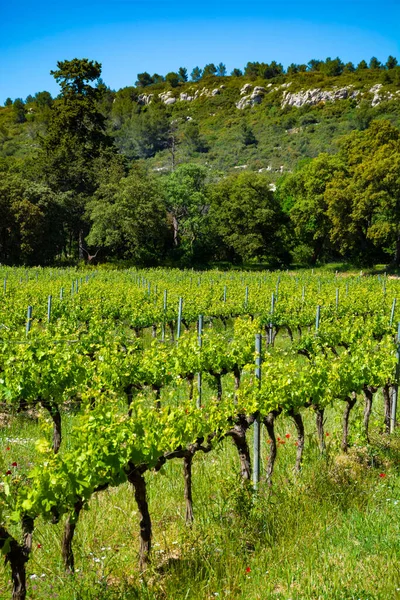 Produzione Vino Rosato Rosso Bianco Alpilles Provenza Sud Della Francia — Foto Stock