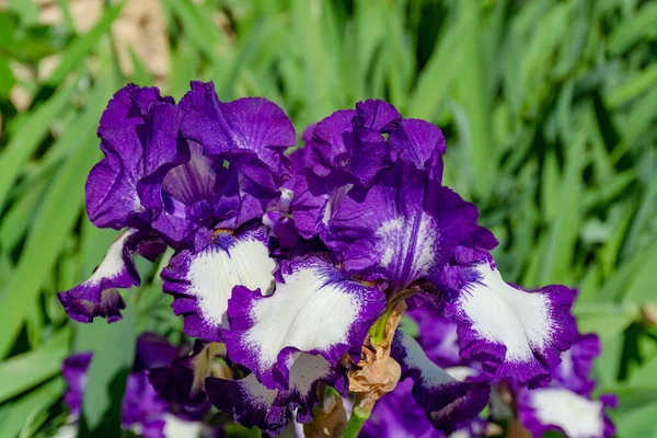Fiori Iris Lilla Fiore Primaverile Iris Colorati Provenza Sud Della — Foto Stock