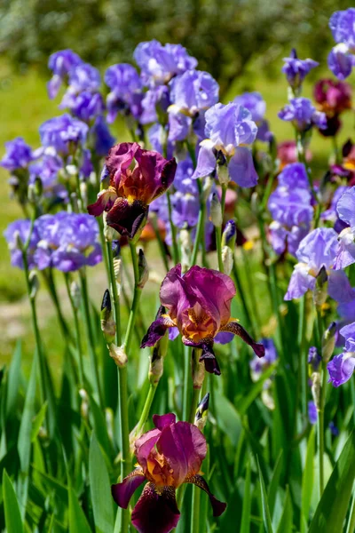 リラックアイリスの花 フランス南部のプロヴァンスでカラフルな虹彩の春の花 自然背景 — ストック写真