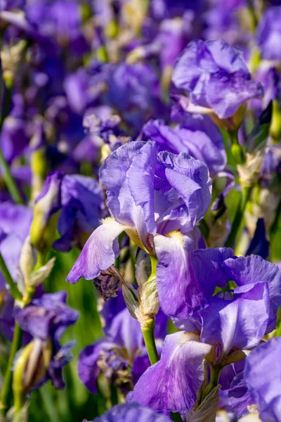 リラックアイリスの花 フランス南部のプロヴァンスでカラフルな虹彩の春の花 自然背景 — ストック写真