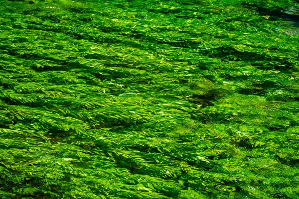 Arroyo Del Río Con Agua Verde Esmeralda Plantas Agua Verde — Foto de Stock
