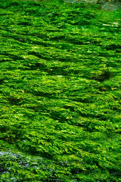 Arroyo Del Río Con Agua Verde Esmeralda Plantas Agua Verde — Foto de Stock