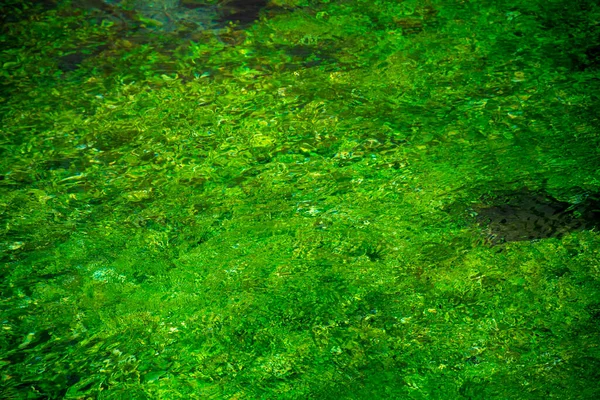 Fiume Ruscello Con Acqua Verde Smeraldo Piante Acqua Verde Sfondo — Foto Stock