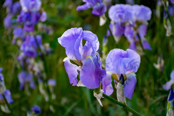 リラックアイリスの花 フランス南部のプロヴァンスでカラフルな虹彩の春の花 自然背景 — ストック写真