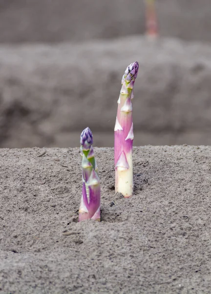 Nieuw Oogstseizoen Aspergegroentevelden Witte Paarse Asperges Landbouwbedrijf Landbouw Nederland — Stockfoto