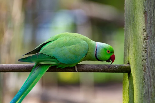 Asya bölgesinde yaşayan yeşil Alexandrine muhabbet kuşu, yakın plan.