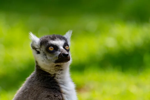 Lémur Cola Anillada Lémur Catta Sentado Sobre Hierba Verde Zoológico — Foto de Stock