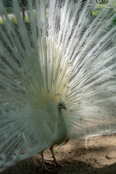 Leukistický Indický Páv Pavo Cristatus Krásný Bílý Pták Otevřeným Ocasem — Stock fotografie
