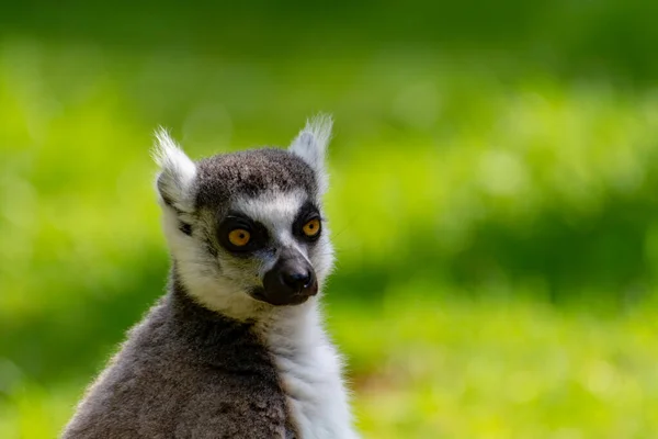 Lemur Białogłowy Lemur Catta Siedzący Zielonej Trawie Zoo — Zdjęcie stockowe