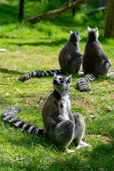 Ringelschwanzmaki Lemurenkatze Die Zoo Auf Grünem Gras Sitzen — Stockfoto