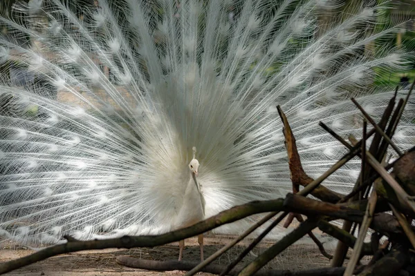 Левчивый Индийский Павлин Кристалл Паво Красивая Белая Птица Открытым Хвостом — стоковое фото