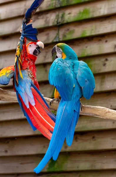 Ara Scharlachrot Und Blau Gelbe Papageien Langschwänzige Bunte Exotische Vögel — Stockfoto