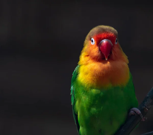 Bunte Ficher Turmvögel Aus Tansania Afrika Aus Nächster Nähe — Stockfoto