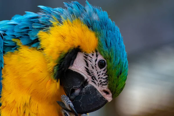 Ara Blu Giallo Pappagallo Coda Lunga Colorato Uccello Esotico Vicino — Foto Stock