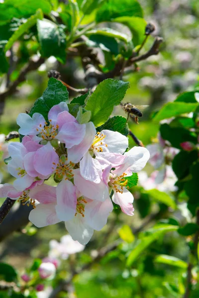 果樹園 果物地域のリンゴの木の春のピンクの花ベルギーのHaspengouw 花の木を閉じます — ストック写真