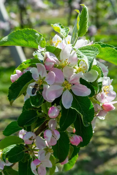 果樹園 果物地域のリンゴの木の春のピンクの花ベルギーのHaspengouw 花の木を閉じます — ストック写真