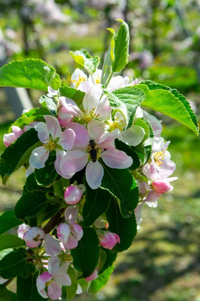 果樹園 果物地域のリンゴの木の春のピンクの花ベルギーのHaspengouw 花の木を閉じます — ストック写真