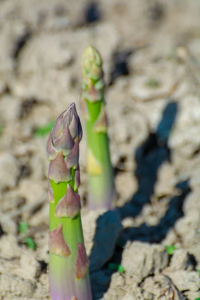 Ripe Organic Green Asparagus Growing Farmers Field Ready Harvest Close — Stock Photo, Image