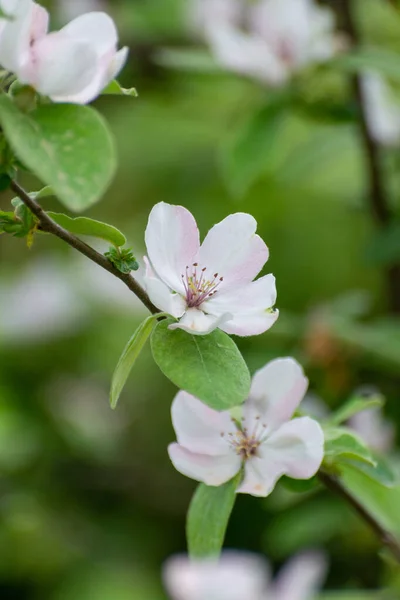 リンゴの木のピンクの花 果樹園の春の花を閉じます — ストック写真