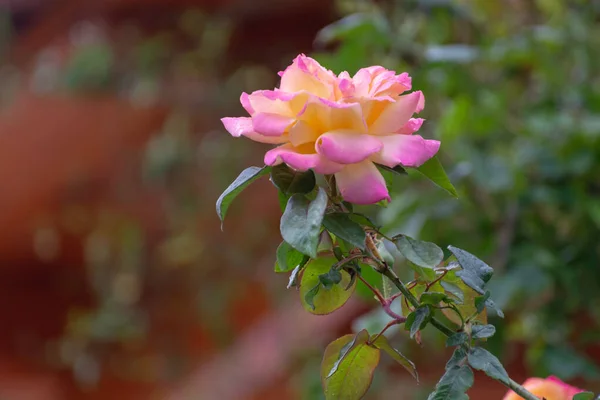 Velká Zahrada Růžovo Žlutá Růže Květiny Zahradě — Stock fotografie