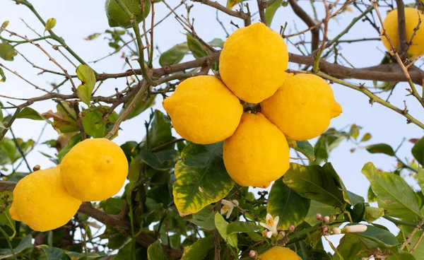 Grandi Limoni Gialli Maturi Agrumi Tropicali Appesi All Albero Pronti — Foto Stock