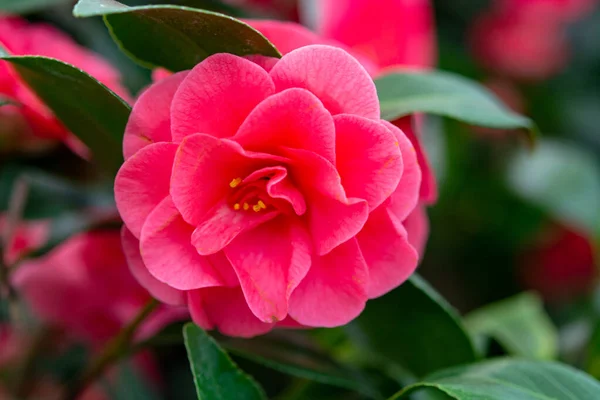 Grandes Fleurs Camellia Arbuste Arbre Plante Fleurs Gros Plan — Photo