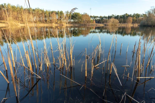 Mirror forest lake with reflection in winter sunny day, Kempen regio in North Brabant, Netherlands