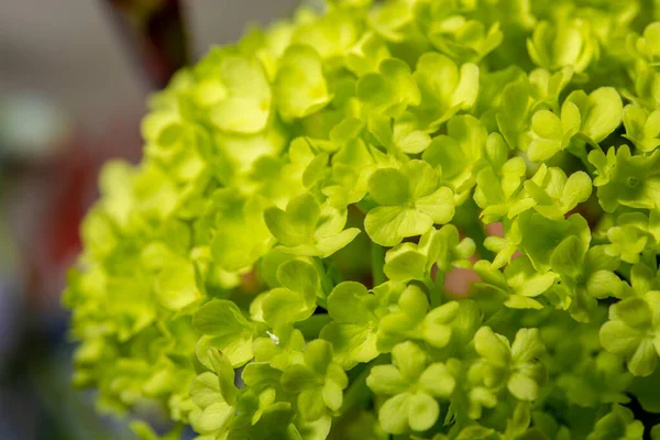 Floral Background Colofrul Fresh Close Flowers Bouquet Macro Photo — Stock Photo, Image