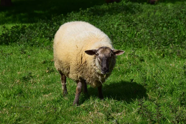 Ett Stort Får Äter Gräs Vår — Stockfoto