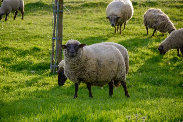 Flock Får Med Lamm Vår Trädgård Ung Grön Gräs Solig — Stockfoto