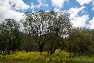 İtalya 'nın Sicilya adasının doğu kıyısında Aktif Stratovolcano Dağı' ndan Flora