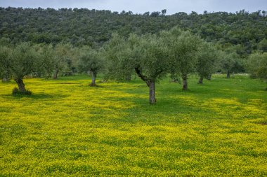 Bahar mevsiminde zeytin ağaçlarıyla dolu kır manzarası. Rengarenk sarı çiçekler.