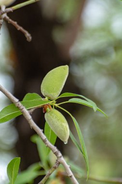 Badem ağacında olgunlaşan taze yeşil badem fıstıkları