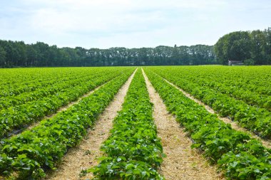 Sıralı organik çilek bitkileriyle yeşil bahar tarlaları