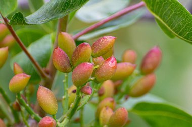 İtalyan mutfağının önemli malzemelerinin ekilmesi, Bronte yakınlarında olgunlaşan fıstıklı şam ağaçlarının yetiştirilmesi Etna Yanardağı yamaçlarında, Sicilya, İtalya,