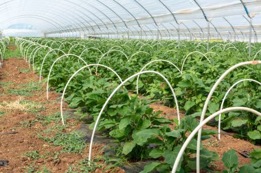 Serada yetişen genç patlıcan bitkileri yakın mesafede, Yunanistan 'da tarım