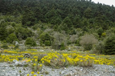 Bahar rengarenk çiçekli arka plan, çiçek açan sarı kır çiçekli dağ çayırı