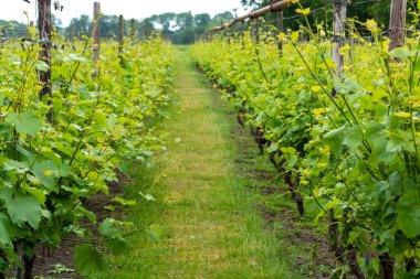 Kuzey Brabant 'taki Hollanda üzüm bağında beyaz şarap üzümlü sıralar, Hollanda' daki şarap üretimi