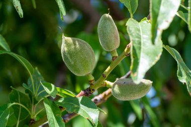 Badem ağacında olgunlaşan taze yeşil badem fıstıkları