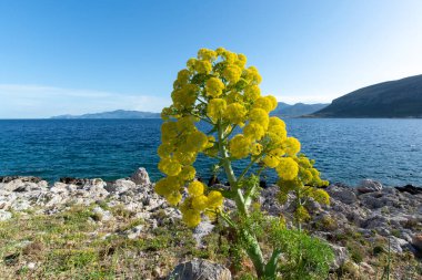Yunanistan 'ın Monamvasia kenti yakınlarında büyük sarı şemsiyeli çiçek açan Ferula komünisi veya dev rezene bitkisi