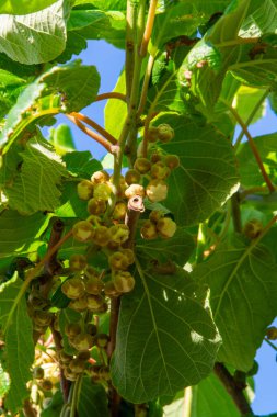 Mevsimlik yeşil kivi meyveleri kapanıyor.