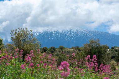 İtalya 'nın Sicilya adasının doğu kıyısında Aktif Stratovolcano Dağı' ndan Flora