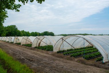 Çilek tarlalarındaki yeşil evler, tarlalarda yetişen çilek bitkileri.