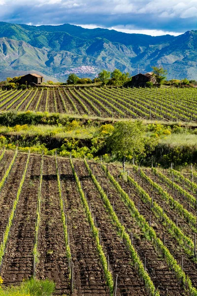 Landschaft Mit Grünen Weinbergen Der Vulkanregion Ätna Mit Mineralstoffreichem Lavaboden — Stockfoto