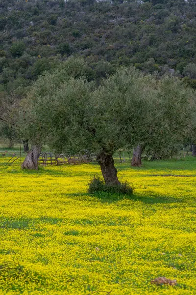 Landschaft Mit Olivenbäumen Hain Frühling Saison Mit Bunten Blüten Von — Stockfoto