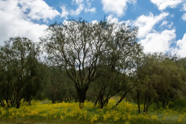 Flora Des Aktiven Stratovulkans Ätna Der Ostküste Der Insel Sizilien — Stockfoto