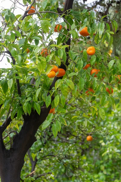 Ripe Orange Mandarine Citrus Fruit Hanging Tree Close — Stock Photo, Image