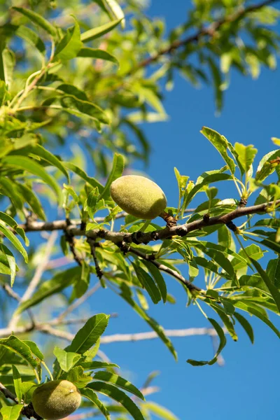 Green almond nuts ripening on tree, nature background with blue sky copy space