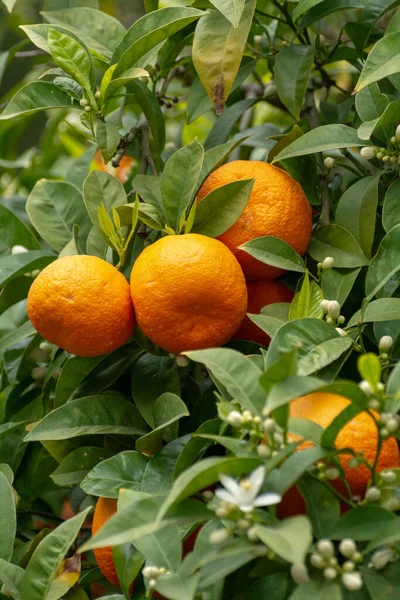 Mogna Apelsinmandarincitrusfrukter Hängande Träd Närbild — Stockfoto