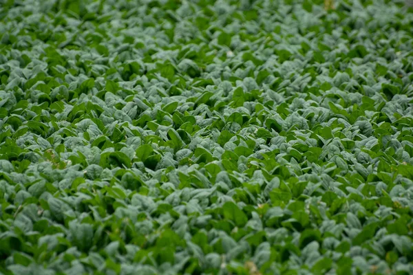 Fondo Alimentare Con Piante Spinaci Bambino Verde Crescita — Foto Stock